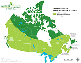 Canadian distribution of little brown bat (Map by NCC)