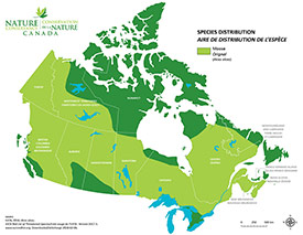 Canadian distribution of moose (Map by NCC)