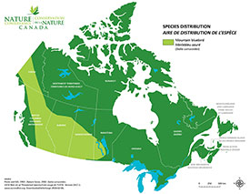 Canadian distribution of mountain bluebird (Map by NCC)