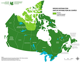 Distribution of muskox in Canada (Map by NCC)