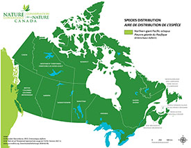 Canadian distribution of northern giant Pacific octopus (Map by NCC)