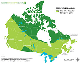 Canadian distribution of olive-sided flycatcher (Map by NCC)