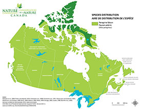Canadian distribution of peregrine falcon (Map by NCC)