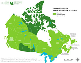 Canadian distribution of river otter (Map by NCC)