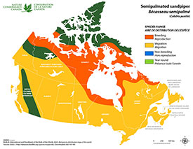 Canadian distribution of semipalmated sandpiper (Map by NCC)