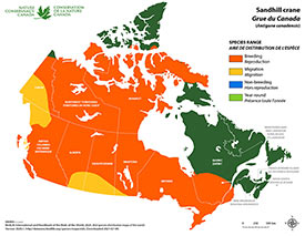 Canadian distribution of sandhill crane (Map by NCC)