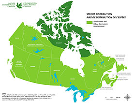 Canadian distribution of short-eared owl (Map by NCC)