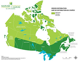 Canadian distribution of wolverine (Map by NCC)