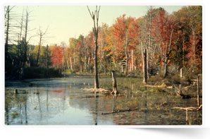 Cavan Swamp, ON (Photo by NCC)