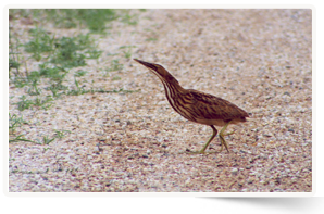 American Bittern, BC (Photo by NCC)