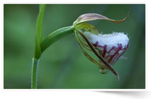 Ram's-head lady's slipper (Photo by John Neufeld)