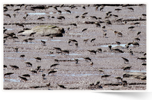 Semipalmated sandpipers at Johnson's Mills, NB (Photo by Mike Dembeck)