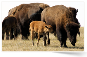 Bisons des prairies, ranch Old Man on His Back, Sask. (Photo de Karol Dabbs)