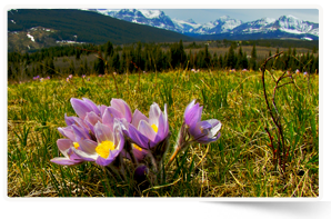 Prairie crocuses at Waterton, AB (Photo by Karol Dabbs)