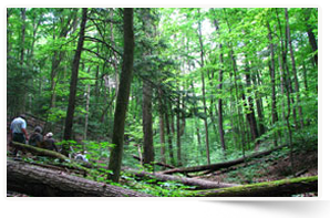 Hikers in Happy Valley Forest, ON (Photo by NCC)