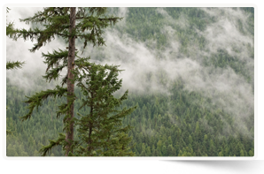 Western larch, Darkwoods, BC (Photo by Bruce Kirkby)