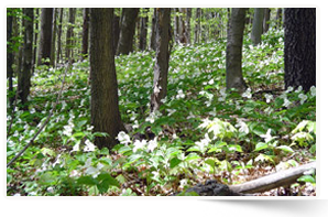 White trilliums in Happy Valley Forest, Ontario (Photo by NCC)