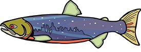 Salmon (Illustration by Hawlii Pichette)