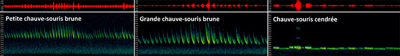 Sonogrammes de chauves-souris (Image par le Zoo de Granby)