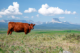 A Cow on Bectell Ranch (Photo by NCC)