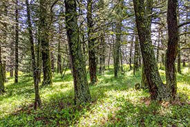 Mature Douglas-fir trees on Bohomolec, Alberta (Photo by NCC)