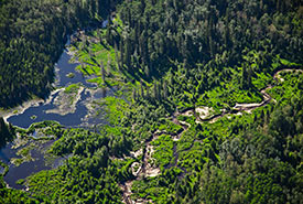 Boreal forest by Fort McMurray, AB (Photo by Michel Rapinski)