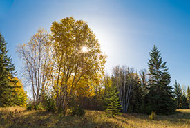 Bunchberry Meadows Conservation Area, AB (Photo by Kyle Marquardt)