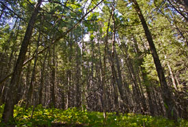 Lusicich, Crowsnest Pass, AB (Photo by NCC)