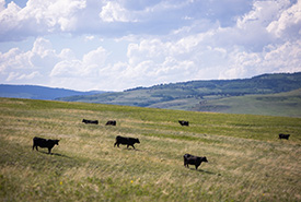 Cattle on working landscape, Alberta (Photo by Brent Calver)
