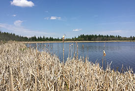Wetlands at Reiser property, AB (Photo by NCC)