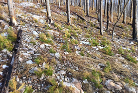 Seedlings growing after the Kenow wildfire (Photo by Dave Kerr)