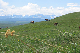 Cattle in Waterton (Photo by Jeff Bectell)
