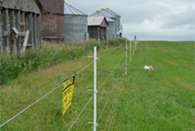 Electric fencing (Photo by Andrea Morehouse)