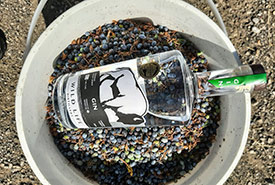 Wild Life gin, made from botanicals harvested in the Crowsnest Pass (Photo by NCC)