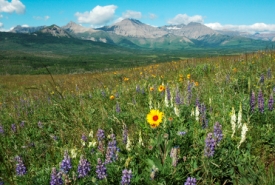 Wildflowers on Pine Ridge, Alberta (Photo by Bob Lee)