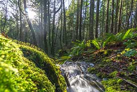 Forest and stream on Chase Woods (Photo by Chris Istace)