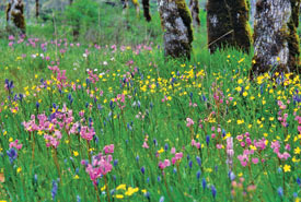 Cowichan Garry Oak Preserve,BC (Photo by Tim Ennis/NCC)