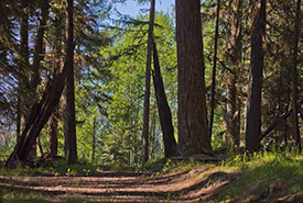 Lehmann Springs Conservation Area (Photo by J. Duane Sept)