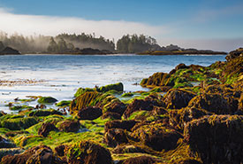 Low tide kelp forest (Photo by Mark Smith, Flickr)