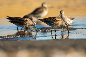 The wetlands at Bunchgrass Hills attract many species of bird. (Photo by Steve Ogle)