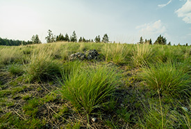 Bunchgrass Hills (C.-B.) évoque le nom des graminées qui y poussent en touffes serrées (Photo de Fernando Lessa)