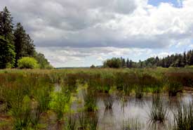 Wetlands on Chase Woods Nature Reserve (Photo by NCC)