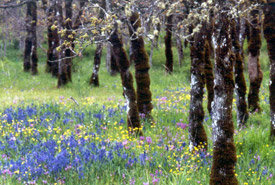 Cowichan Garry Oak Preserve, British Columbia (Photo by Tim Ennis/NCC)