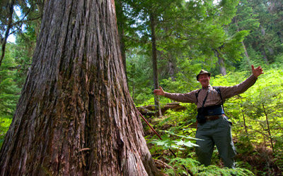 Roland Meyers admires the large trees of Darkwoods (Photo by Bruce Kirkby)