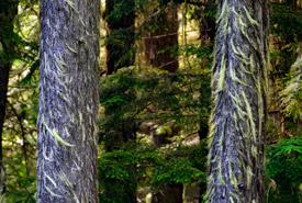 Lichen on old-growth trees on Darkwoods, BC (Photo by NCC)