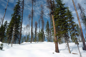 Snow forest on Darkwoods, BC (Photo by NCC)