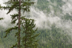 Misty Darkwoods forest, BC (Photo by Bruce Kirkby)