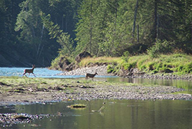 Morrissey Meadows Conservation Area is an important wildlife corridor. (Photo by NCC)