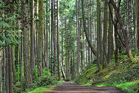 Edith Point forest (Photo by David Wong)