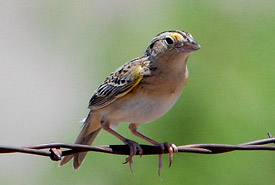 Grasshopper sparrow (Photo by Jerry Oldnettel)